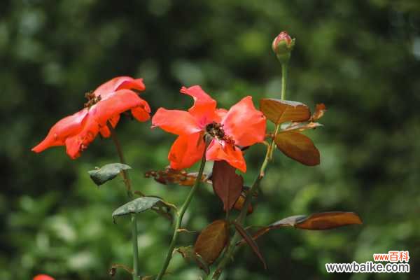 月季=药罐子?学会这5个技巧,保你月月开花不招虫!