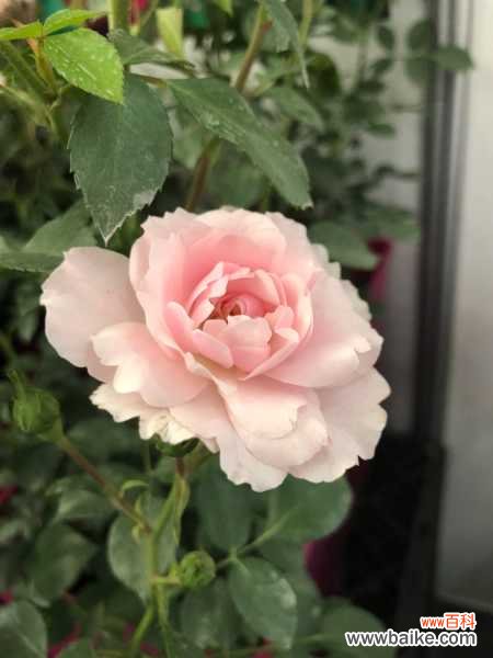 月季=药罐子?学会这5个技巧,保你月月开花不招虫!