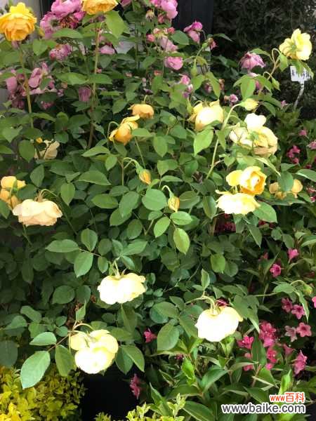 月季=药罐子?学会这5个技巧,保你月月开花不招虫!