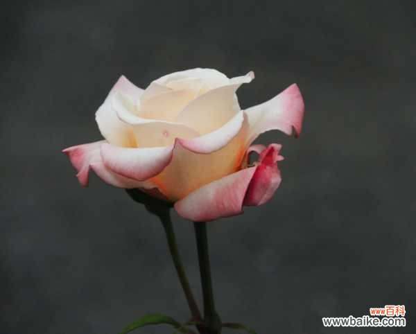 月季=药罐子?学会这5个技巧,保你月月开花不招虫!