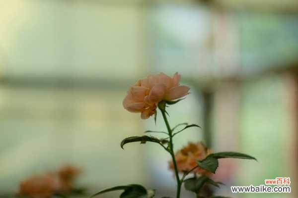 月季=药罐子?学会这5个技巧,保你月月开花不招虫!