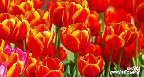 郁金香送几朵代表什么含义？不同数量的郁金香有何特殊意义？