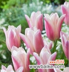 郁金香送几朵代表什么含义？不同数量的郁金香有何特殊意义？