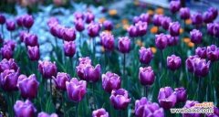 郁金香的象征意义是什么？为什么人们喜欢郁金香？