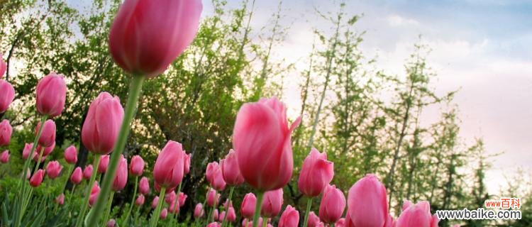 郁金香的象征意义是什么?为什么人们喜欢郁金香?