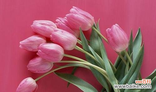 郁金香的象征意义是什么?为什么人们喜欢郁金香?