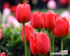 郁金香的寓意是什么？为什么它会成为春天的象征？