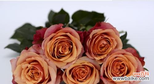 寓意爱情长久的花有哪些?如何选择表达爱意的花卉?