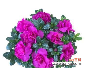 寓意好的植物名字有哪些?如何选择适合的植物?