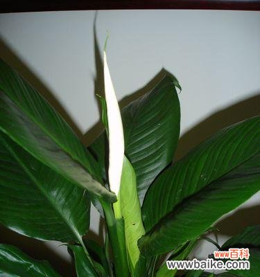 寓意好的植物名字有哪些?如何选择适合的植物?