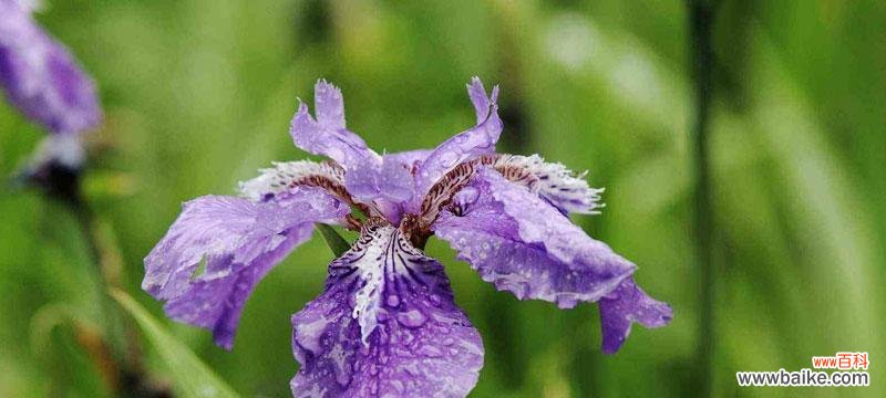 鸢尾草花语是什么？鸢尾花的寓意和象征意义有哪些？