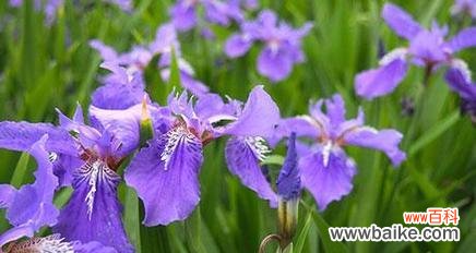 鸢尾草花语是什么？鸢尾花的寓意和象征意义有哪些？