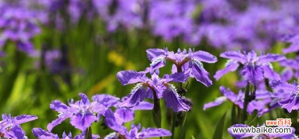 鸢尾花语含义是什么?鸢尾花代表了哪些情感?