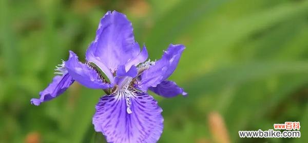 鸢尾花语含义是什么?鸢尾花代表了哪些情感?