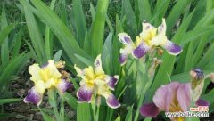 鸢尾花的花语是什么？如何用鸢尾花表达爱意？