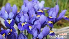鸢尾花的花语是什么？鸢尾花代表的含义有哪些？