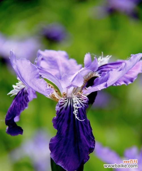 鸢尾花代表什么意思？鸢尾花的花语和象征意义是什么？