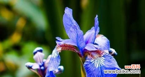 鸢尾花的花语是什么？它的传说有哪些？