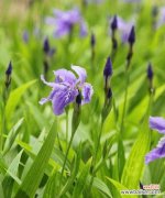 鸢尾花的寓意是什么？如何用鸢尾花表达情感？