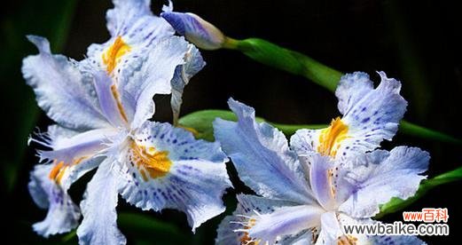 鸢尾花的寓意是什么?如何用鸢尾花表达情感?