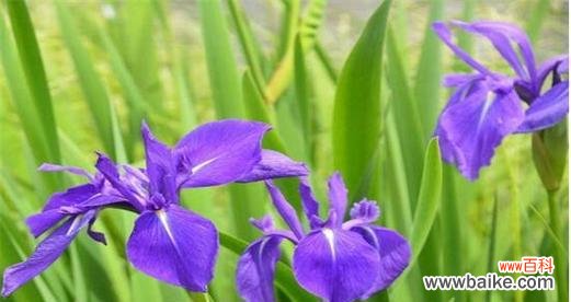 鸢尾花的花语和传说有哪些?