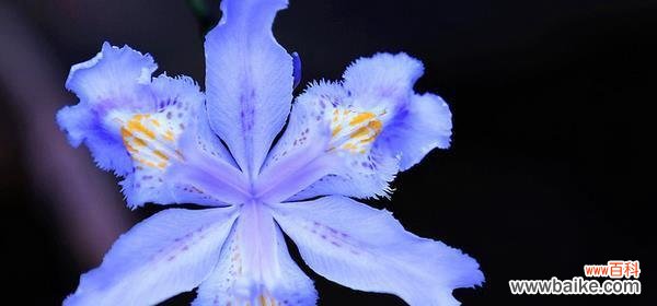 鸢尾花花语是什么？鸢尾花代表的含义有哪些？