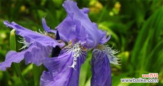 鸢尾花花语是什么？鸢尾花代表的含义有哪些？