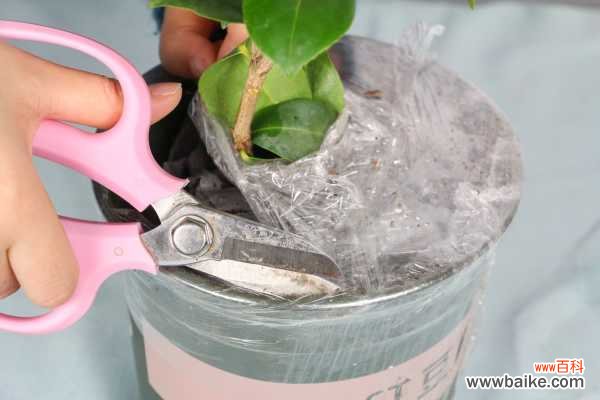 茶花盆景的造型技巧