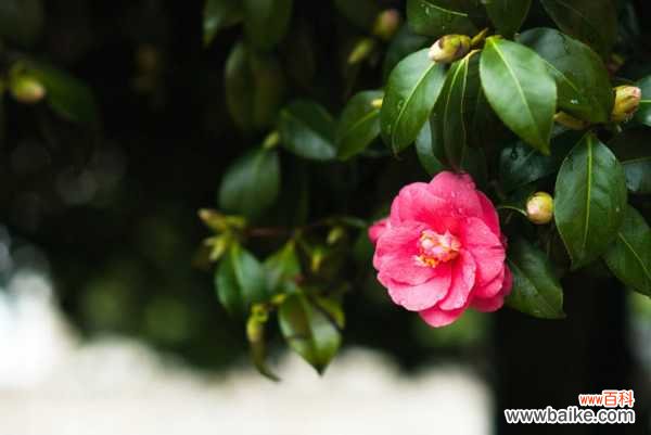茶花盆景的造型技巧