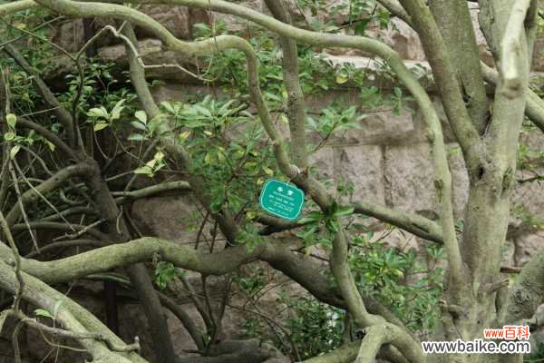 冬青怎么制作盆栽