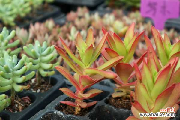 火祭盆景怎么修剪造型