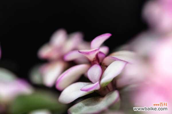 金枝玉叶花的盆景造型和养护