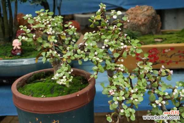 金枝玉叶花的盆景造型和养护