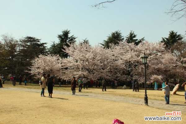 樱花怎么制作盆景