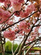 樱花怎么制作盆景