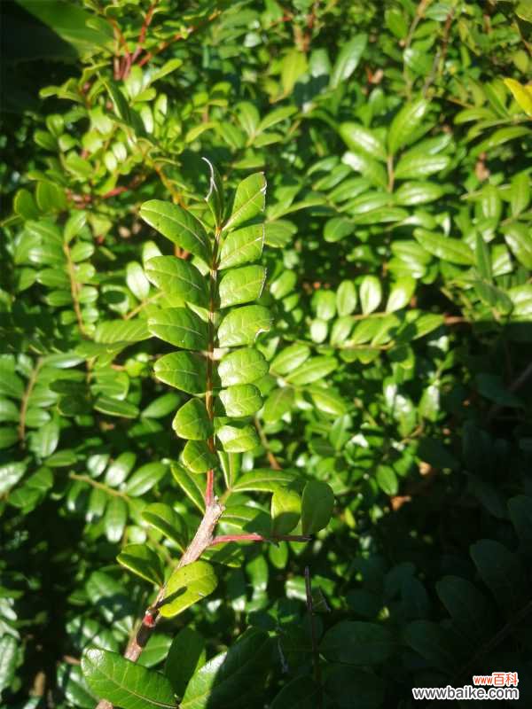 清香木盆景制作及养护