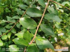 紫薇花盆景怎么造型