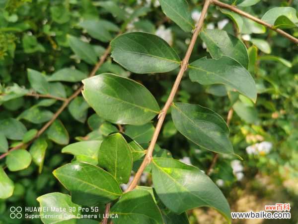 紫薇花盆景怎么造型