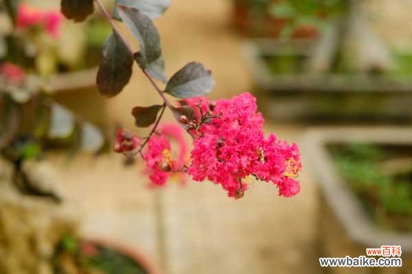 紫薇花盆景怎么造型