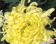 探寻菊花的深层含义 菊花之美