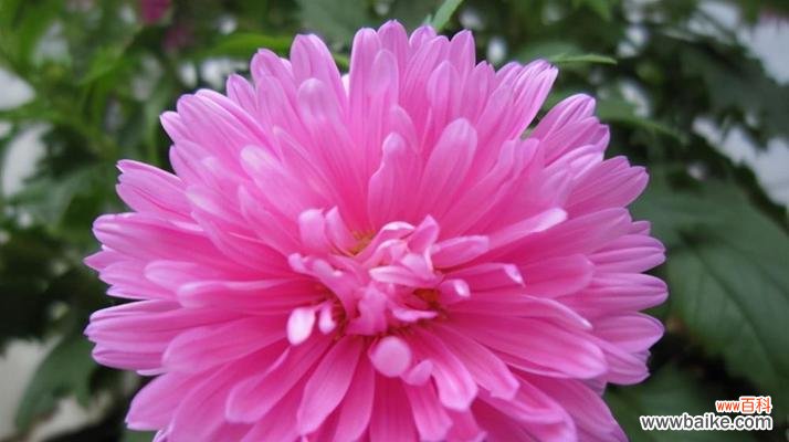 探寻菊花的深层含义 菊花之美