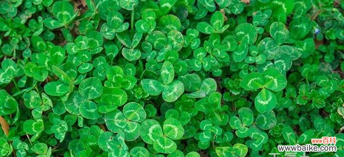 带你探寻幸运的秘密 四叶草的花语和寓意