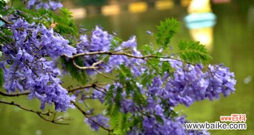 寓意深刻,富有象征意义的蓝花楹 蓝花楹花语寓意