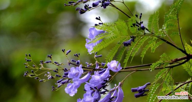 寓意深刻,富有象征意义的蓝花楹 蓝花楹花语寓意