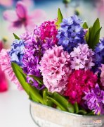 用花语解读这种美丽的春天之花 花语故事——“桃红色风信子”的意义