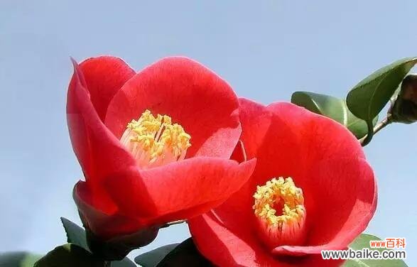 解读山茶花背后的意义 山茶花花语的意义