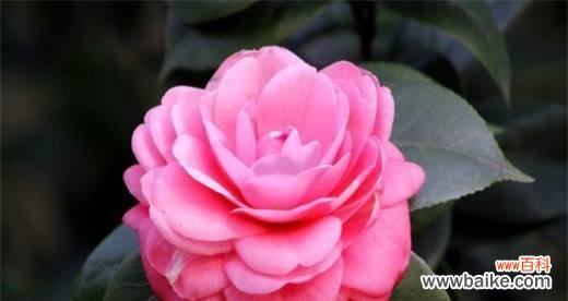 解读山茶花背后的意义 山茶花花语的意义