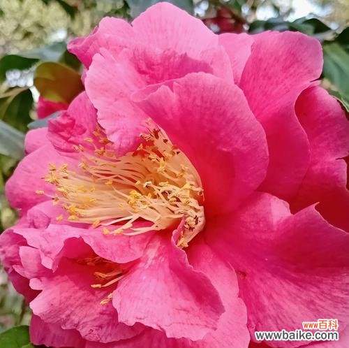 解读山茶花背后的意义 山茶花花语的意义