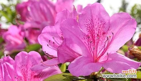 探索春日里最美的花，了解杜鹃花的花语和寓意 杜鹃花的花语和寓意