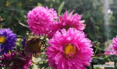 传递清新、高贵、自由的意蕴 白色翠菊的花语